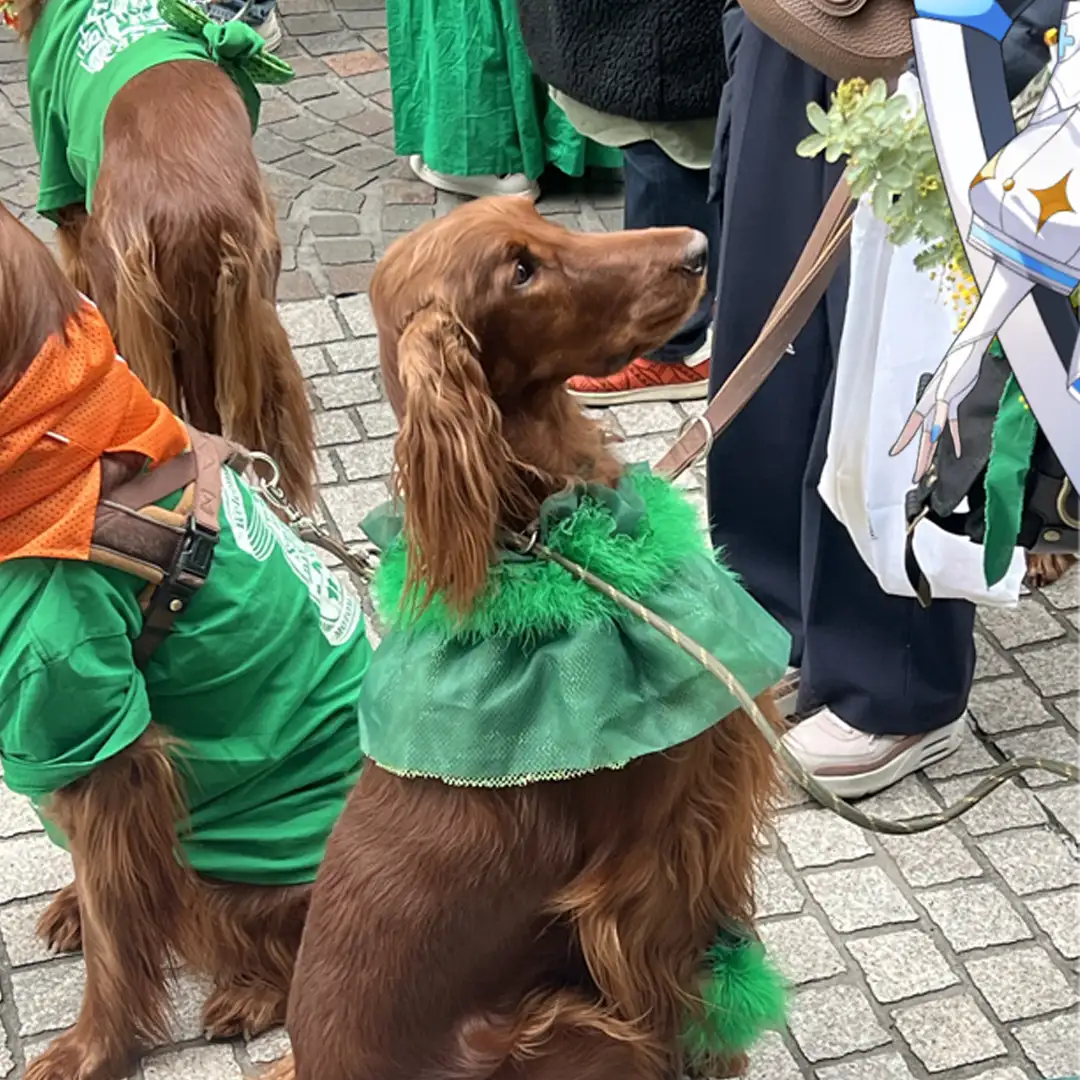 セント・パトリックス・デー　東京　アイリッシュ・セッター　とてもいい子